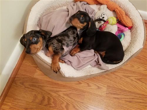 Mrs. Lantz's Babies