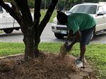 mulch